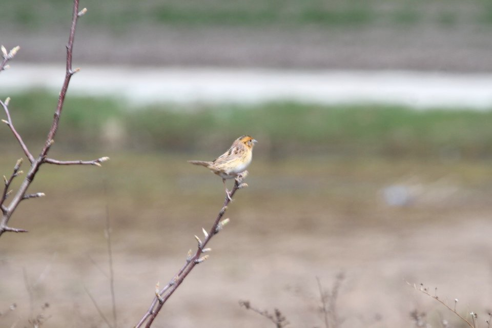 IMG 9198c LeConte's Sparrow Bourbonnais IL 4-24-2018