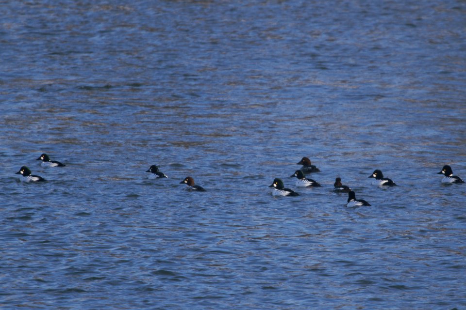 IMG 7959c Common Goldeneye Dam Kankakee-IL 2-14-2018