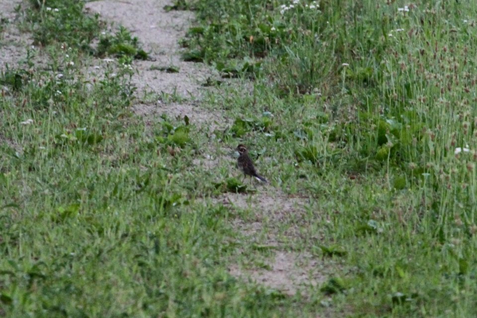 IMG 0342c Lark Sparrow Heiland FP Kankakee Co IL 6-13-2018