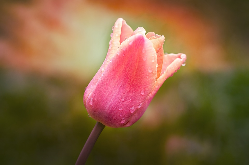Spring flower blossom bloom