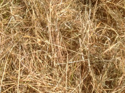 Making Hay