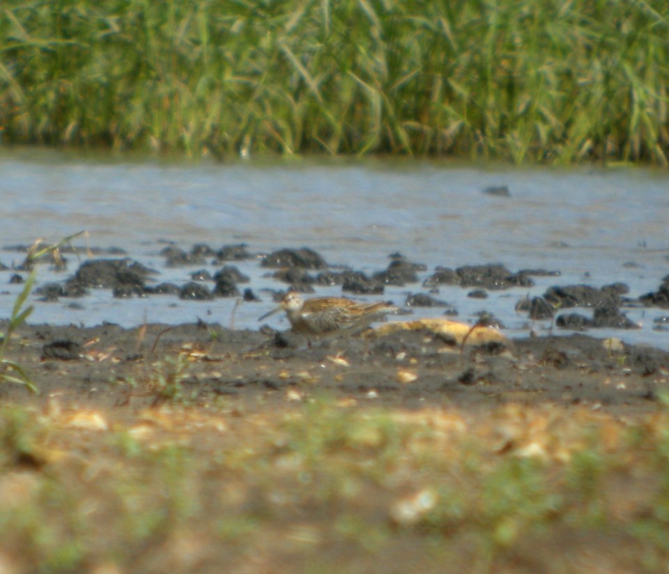 DSCN7749c SB Dowitcher Schoeffner Farm Kankakee Co IL 8-21-2016