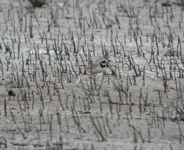 DSCN8068c Common Ringed Plover NW Iroquois Co IL 9-14-2016