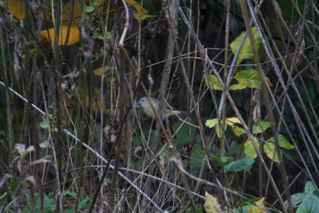 IMG 5442c Orange-crowned Warbler Hse Kankakee IL 10-26-2017