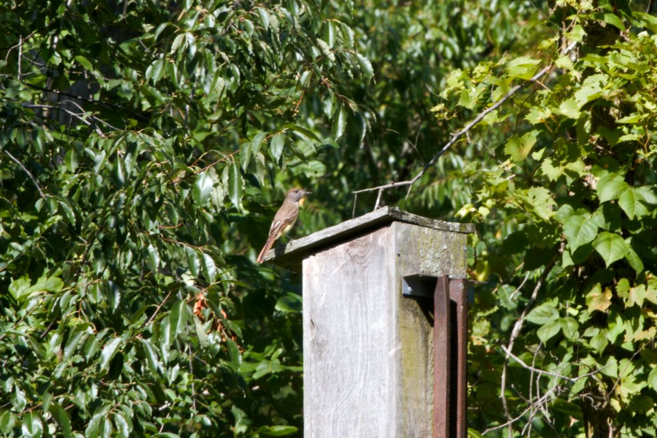 IMG 0839c Great Crested Flycatcher LaSalle FWA IN 7-11-2018