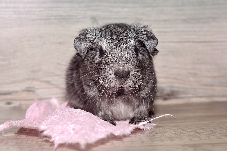 Black and white agouti silver nager