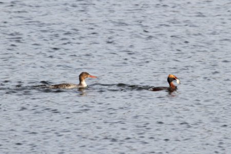 IMG 9153c RB Merganser Horned Grebe Willow Slough FWA IN 4-23-2018 photo