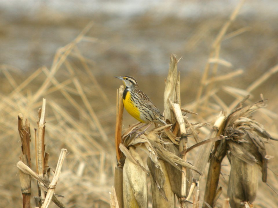 DSCN9479c Eastern Meadowlark Willowhaven Area Kankakee Co IL 2-28-2018