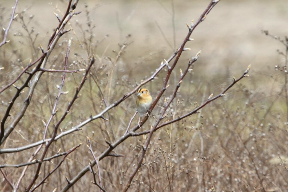 IMG 9190c LeConte's Sparrow Bourbonnais IL 4-24-2018