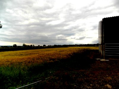 Barley field