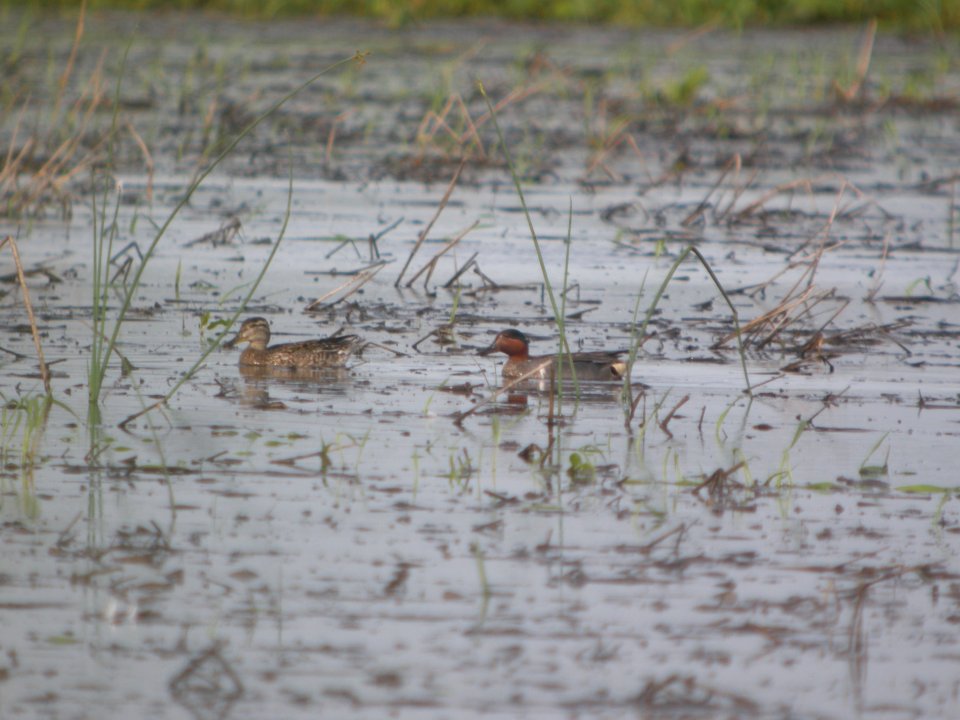 DSCN0118c Green-winged Teal Willowhaven Area Kankakee Co IL 6-25-2018