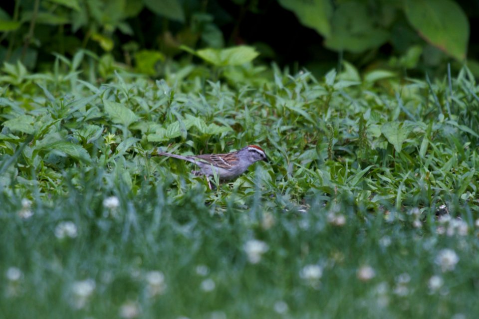 IMG 0482c Chipping Sparrow Hse Kankakee IL 6-15-2018