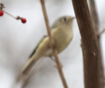 IMG 5966c Ruby-crowned Kinglet Braidwood IL 12-12-2015
