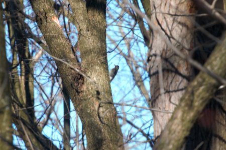 IMG 6211c Yellow-bellied Sapsucker Metro-sewer Kankakee IL 12-06-2017