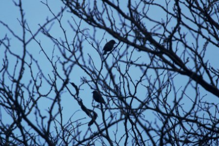 IMG 7450c Rusty Blackbird Beaver Crk x 1800 E IL 1-27-2018
