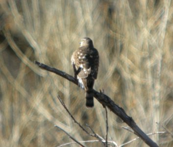 DSCN9342 Sharp-shinned Hawk Watson Lake Yavapai Co AZ 12-29-2015
