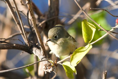 IMG 6189c RC Kinglet Metro-sewer Kankakee IL 12-06-2017