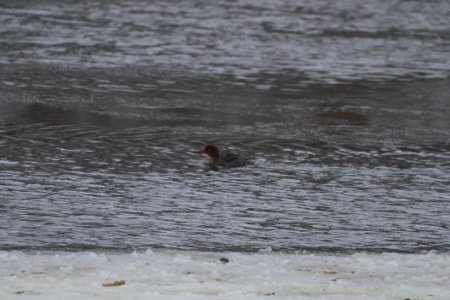 IMG 7770c Red-breasted Merganser LeVasseur Park Kankakee-IL 2-11-2018