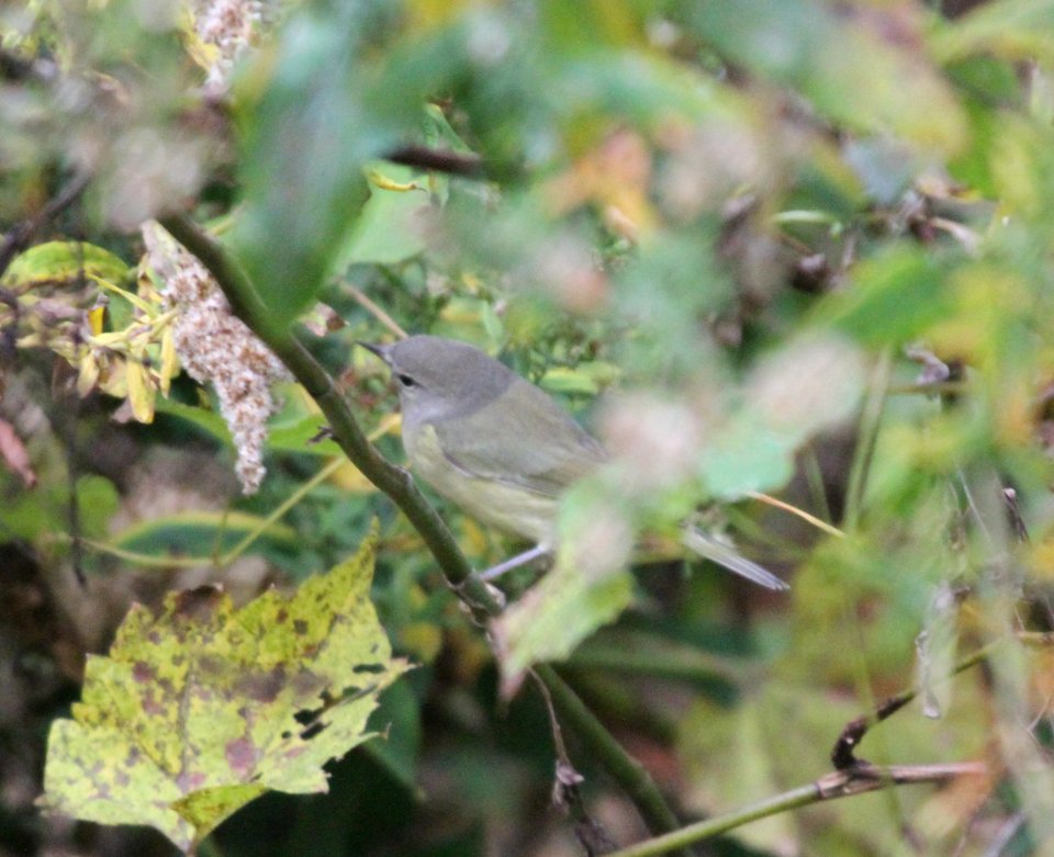 IMG 4251 c Orange-crowned Warbler Hse Kankakee IL 10-21-2015