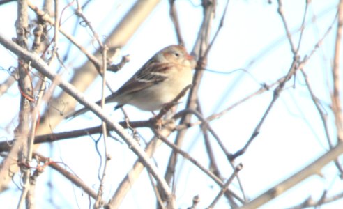 IMG 6395c Field Sparrow Braidwood Lake IL 01-06-2016 photo