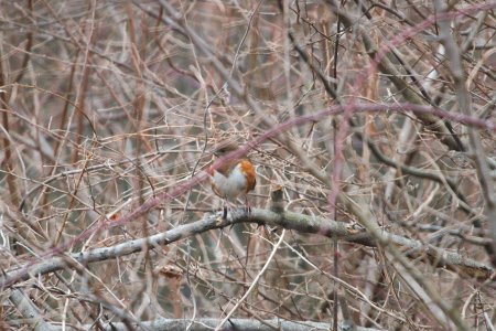 IMG 6470c Eastern Towhee Willow Slough FWA IN 12-17-2017