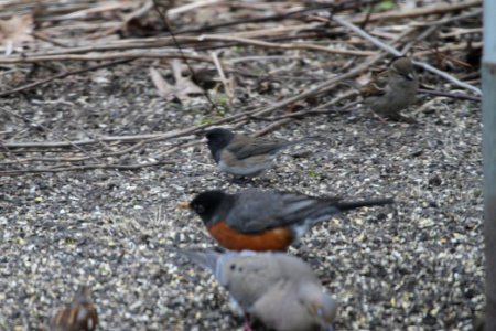 IMG 8562c Dark-eyed Junco (Oregon?) Hse Kankakee IL 4-4-2018