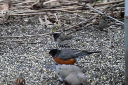 IMG 8562c Dark-eyed Junco (Oregon?) Hse Kankakee IL 4-4-2018 photo