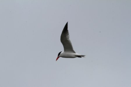 IMG 8946c Caspian Tern Braidwood Lake IL 4-16-2018