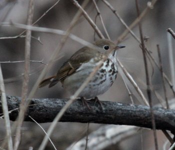IMG 6464c Hermit Thrush Kankakee River SP IL 1-16-2016