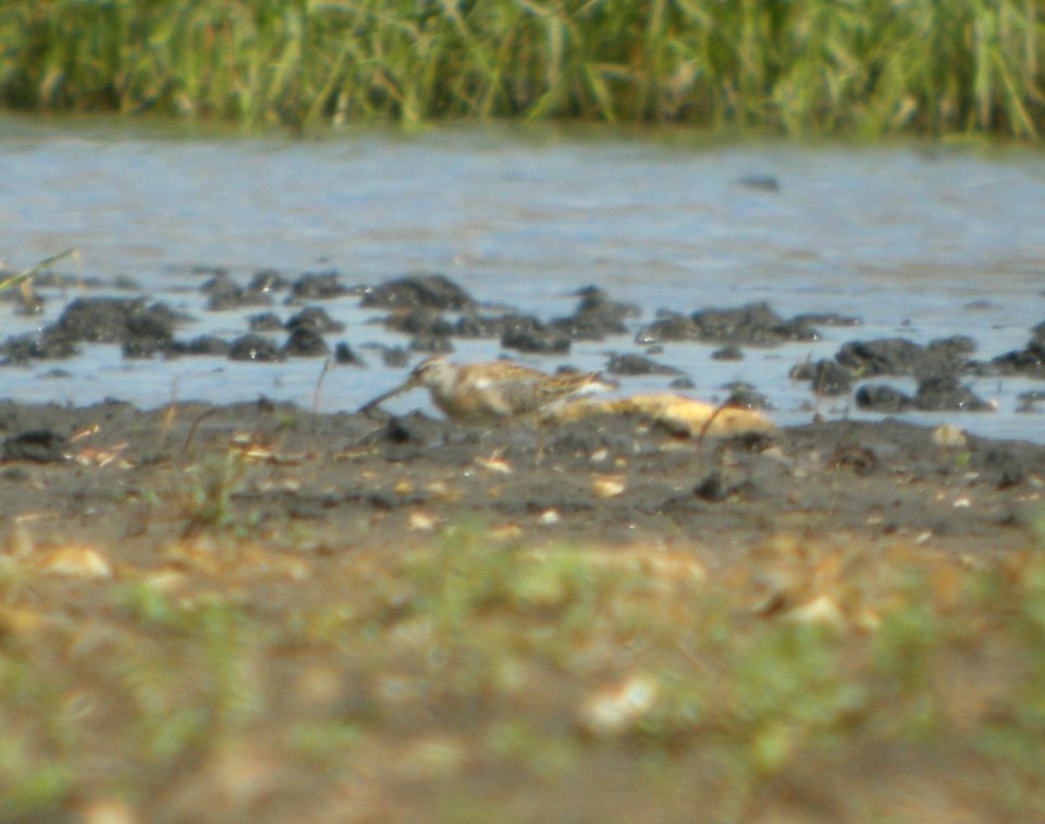 DSCN7747c SB Dowitcher Schoeffner Farm Kankakee Co IL 8-21-2016