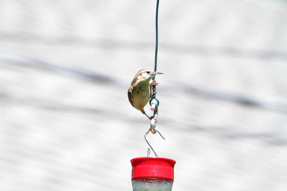 IMG 0103c Carolina Wren Hse Kankakee IL 5-24 2018
