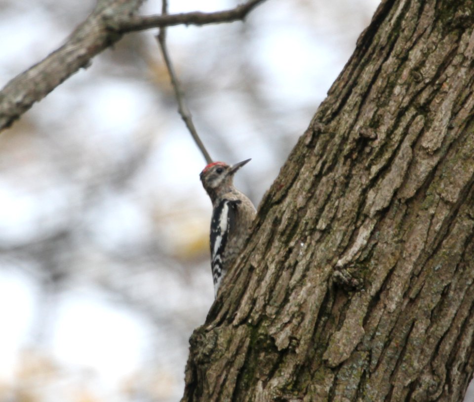 IMG 4907 c Yellow-bellied Sapsucker Hse Kankakee IL 11-5-2015
