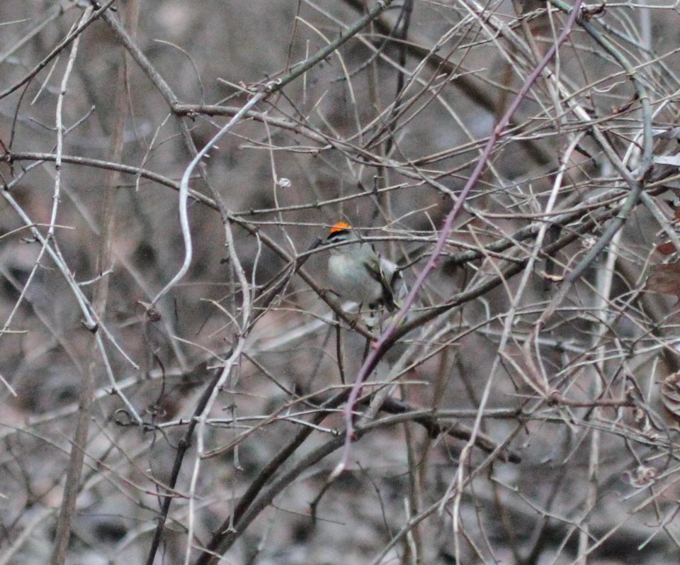 IMG 6473c Golden-crowned Kinglet Kankakee River SP IL 1-16-2016