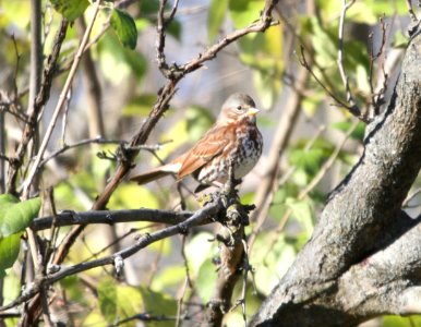 IMG 5223 c Fox Sparrow Perry Farm Kankakee Co IL 11-13-2015
