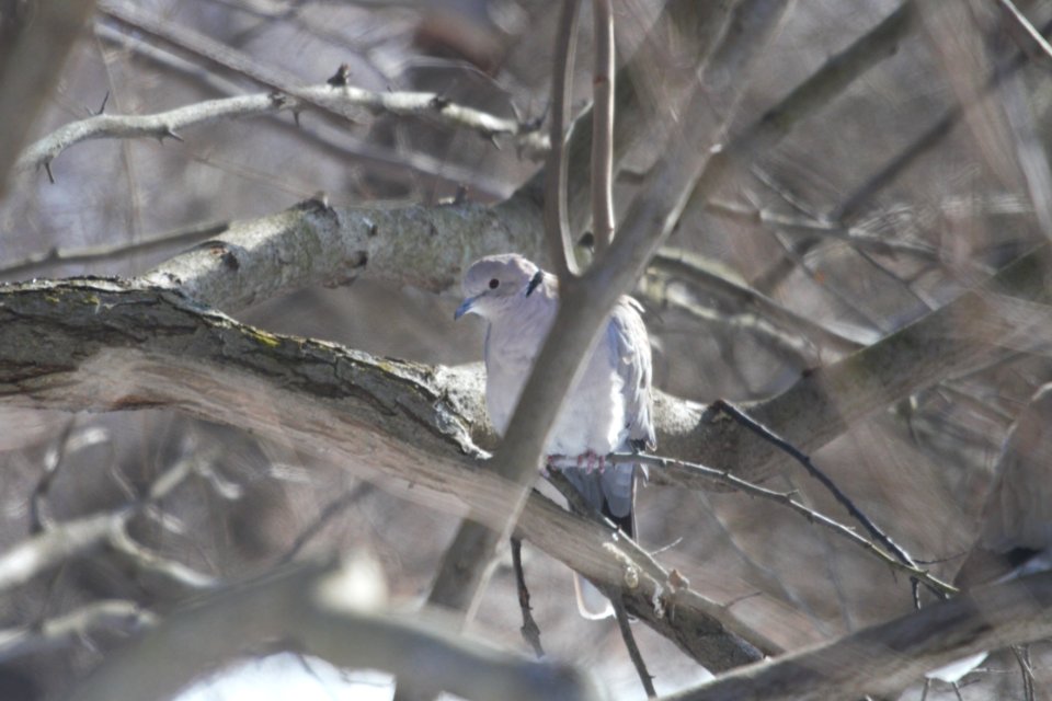 IMG 7303c Eurasian Collared-Dove Braidwood Lake IL 1-19-2018