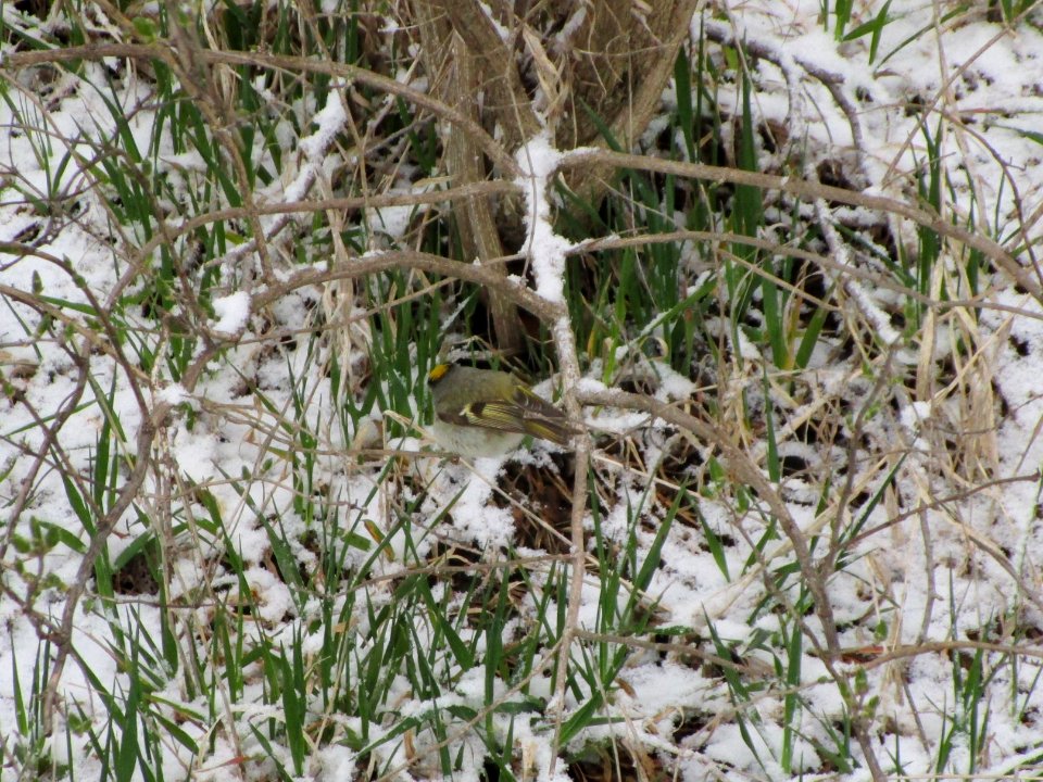 IMG 3697c GC Kinglet Braidwood Lake IL 4-16-2018