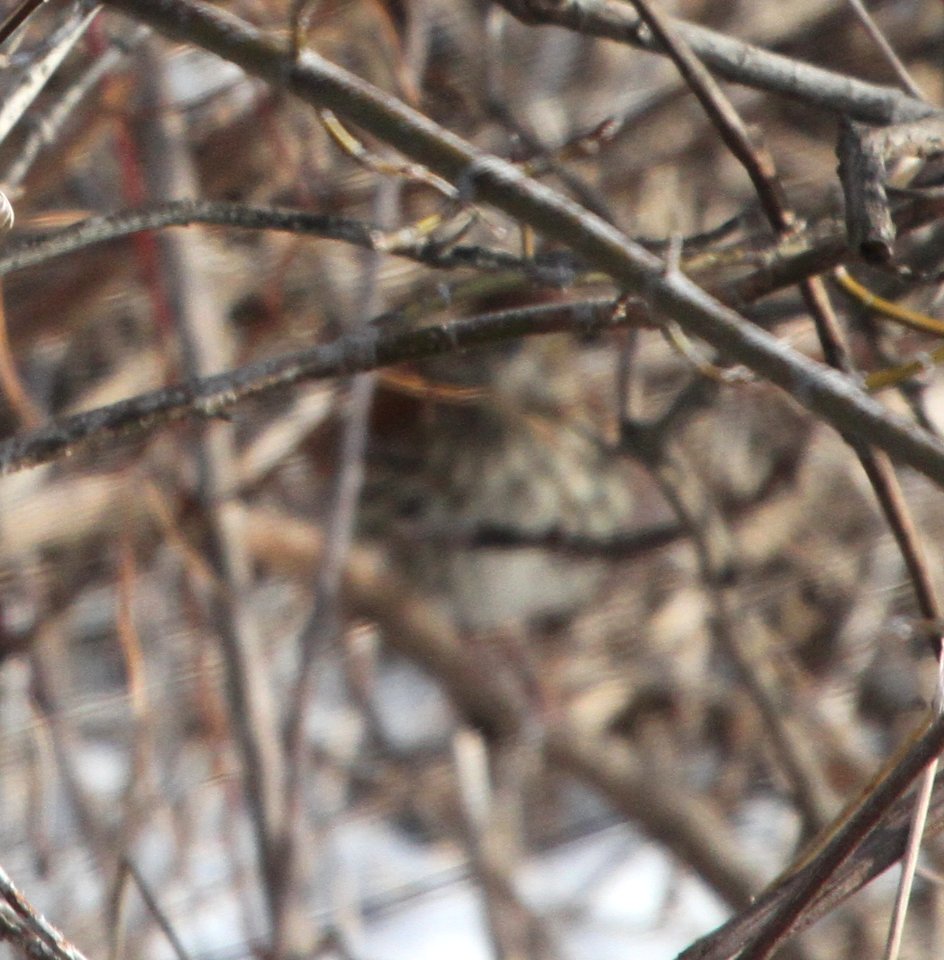 IMG 6436c Brown Thrasher Braidwood Lake IL 1-14-2016