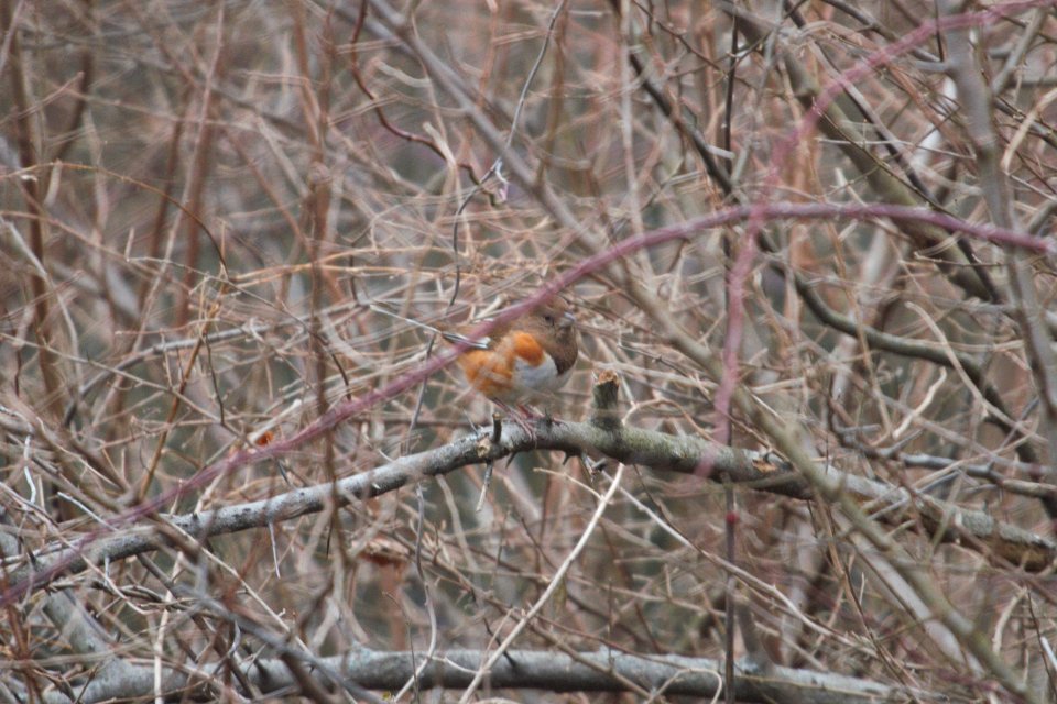 IMG 6462c Eastern Towhee Willow Slough FWA IN 12-17-2017