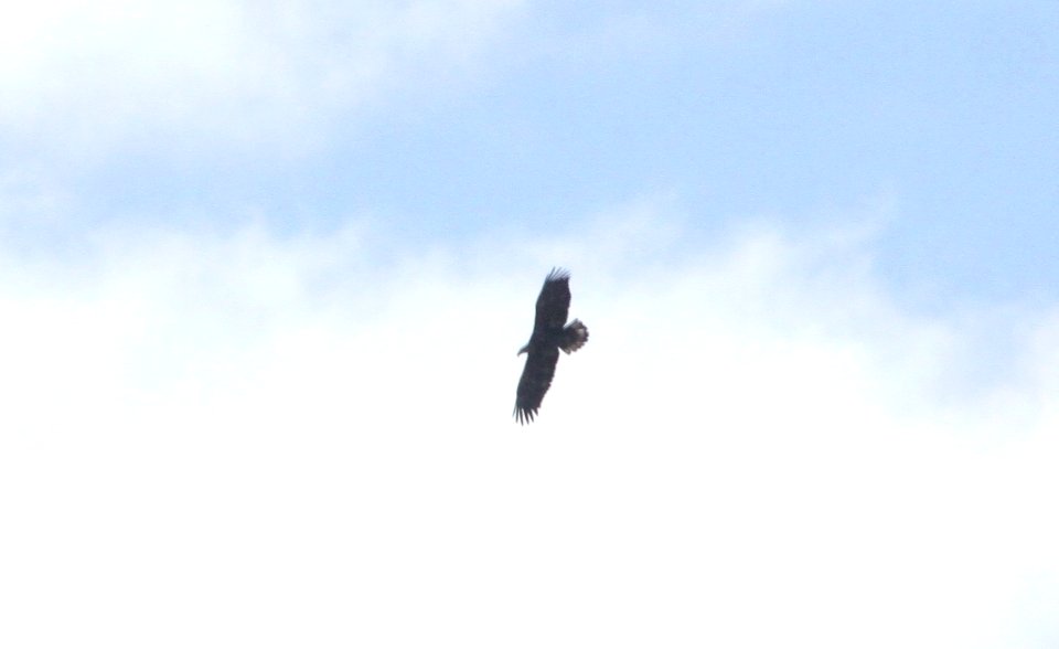 IMG 6232 Bald Eagle Watson Lake Yavapai Co AZ 12-26-2015