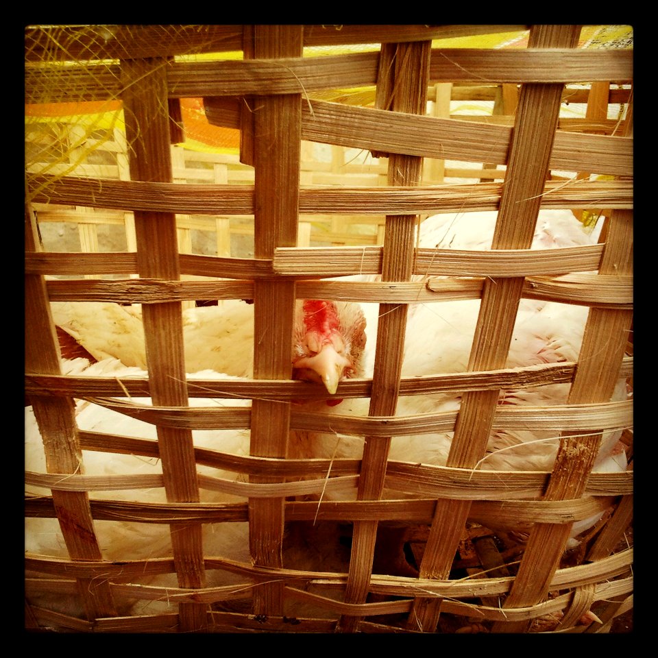 Chicken