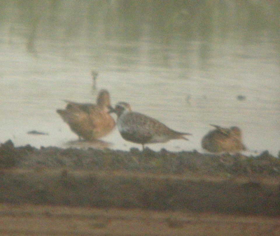DSCN7676c Black-bellied Plover Schoeffner Farm Kankakee Co IL 8-18-2016