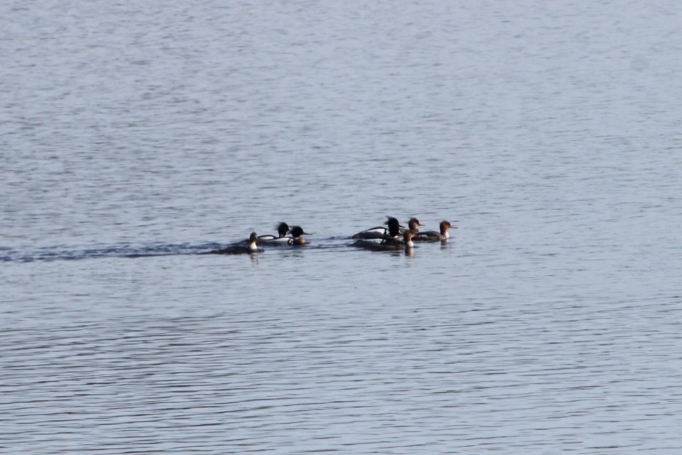 IMG 86223c RB Merganser Willow Slough FWA IN 4-5-2018