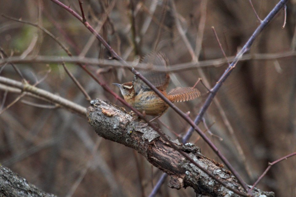 IMG 6635c Carolina Wren Braidwood Lake IL 12-21-2017