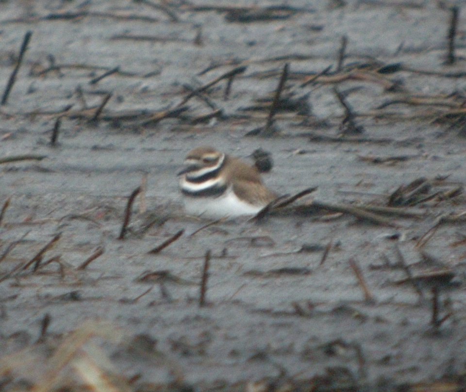 DSCN9294c Killdeer Iroquois Co NW IL 12-23-2015