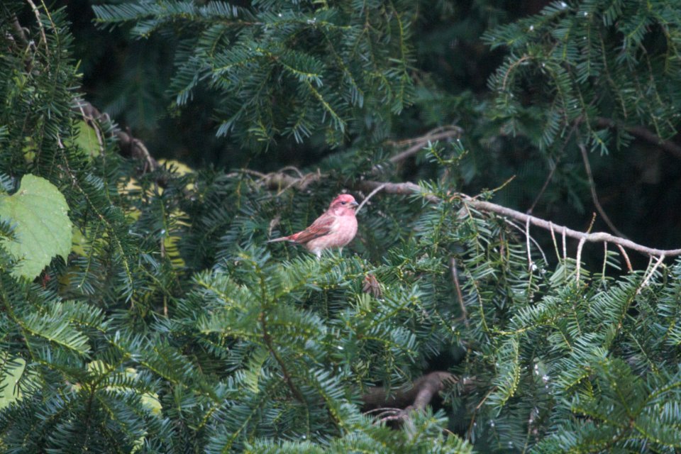 IMG 5290c Purple Finch Hse Kankakee IL 10-25-2017