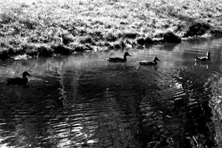 Canon Prima Zoom 80u (Sure Shot 80u) - Ducks on Artificial Streem in the Lužánky Park