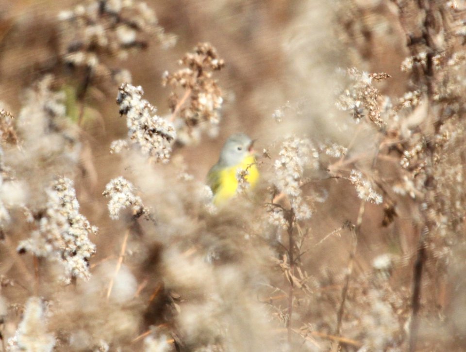 IMG 4786 c Nashville Warbler Perry Farm Park Kankakee Co IL 11-1-2015