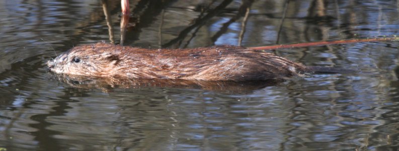 IMG 7016c Muskrat Willow Slough FWA IN 3-11-2016
