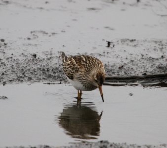 IMG 4768 c Pectoral Sandpiper Iroquois Co IL 10-31-2015 photo