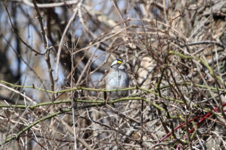 IMG 8716c White-throated Sparrow Braidwood IL 4-10-2018